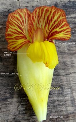 Flower-see corolla below and 3 lobes of labellum above
